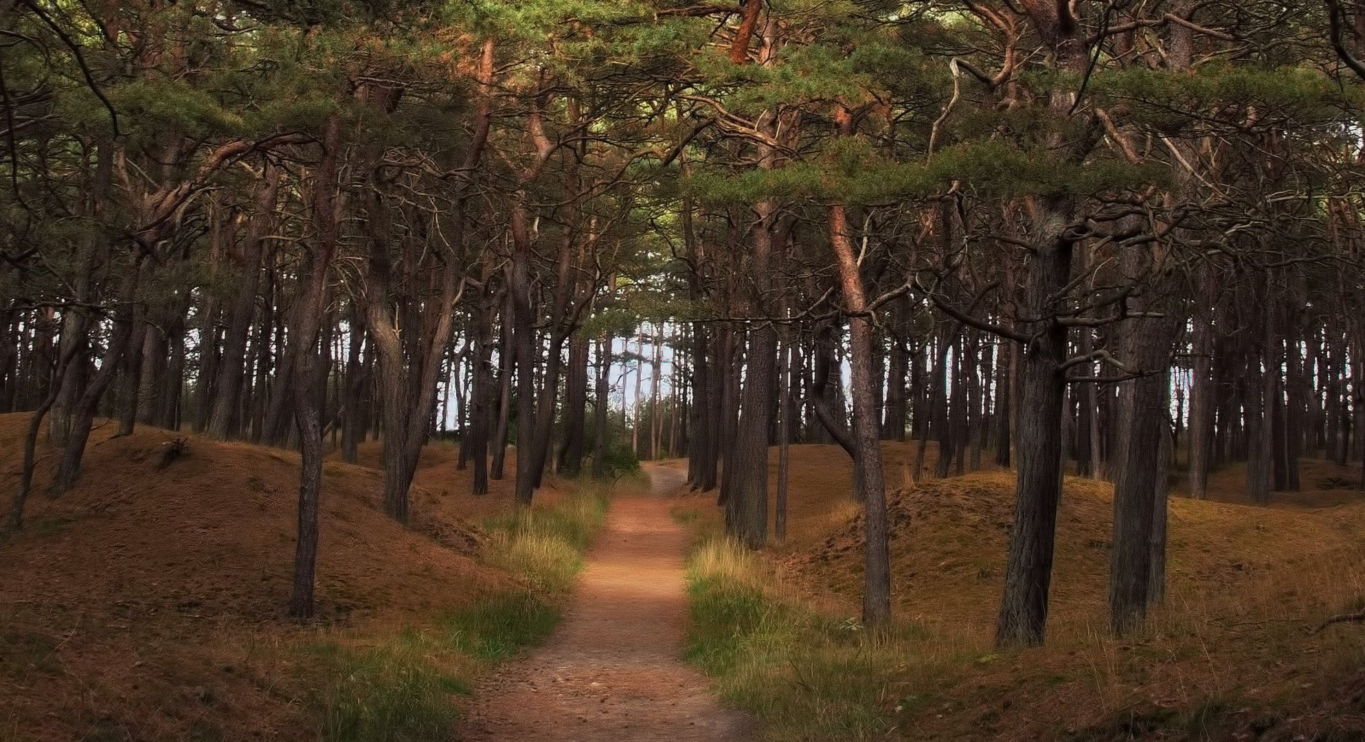 °Waldweg°