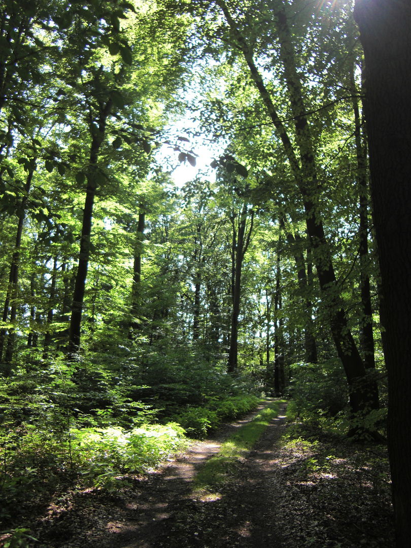 Waldweg