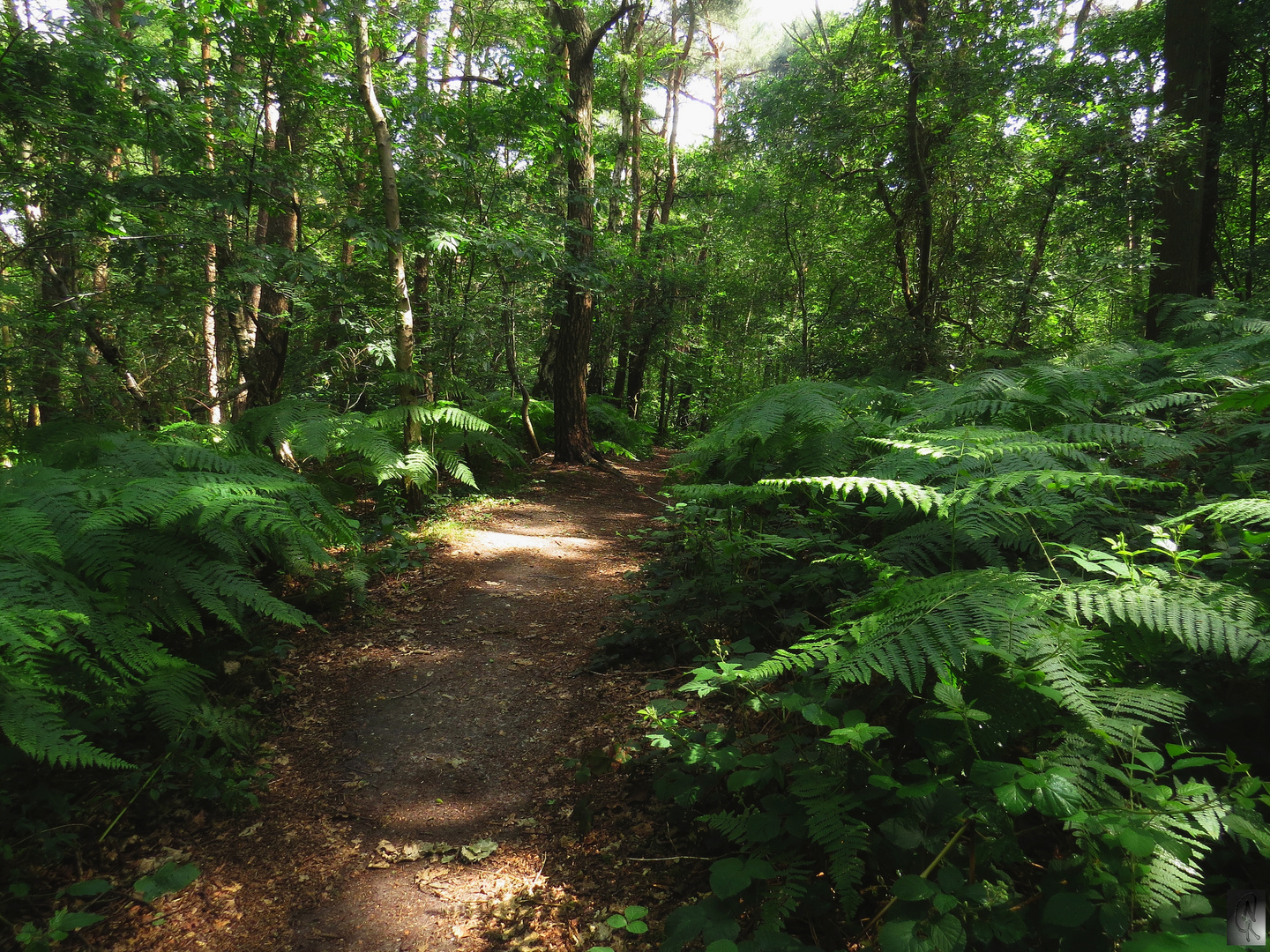 Waldweg