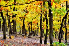 Waldweg