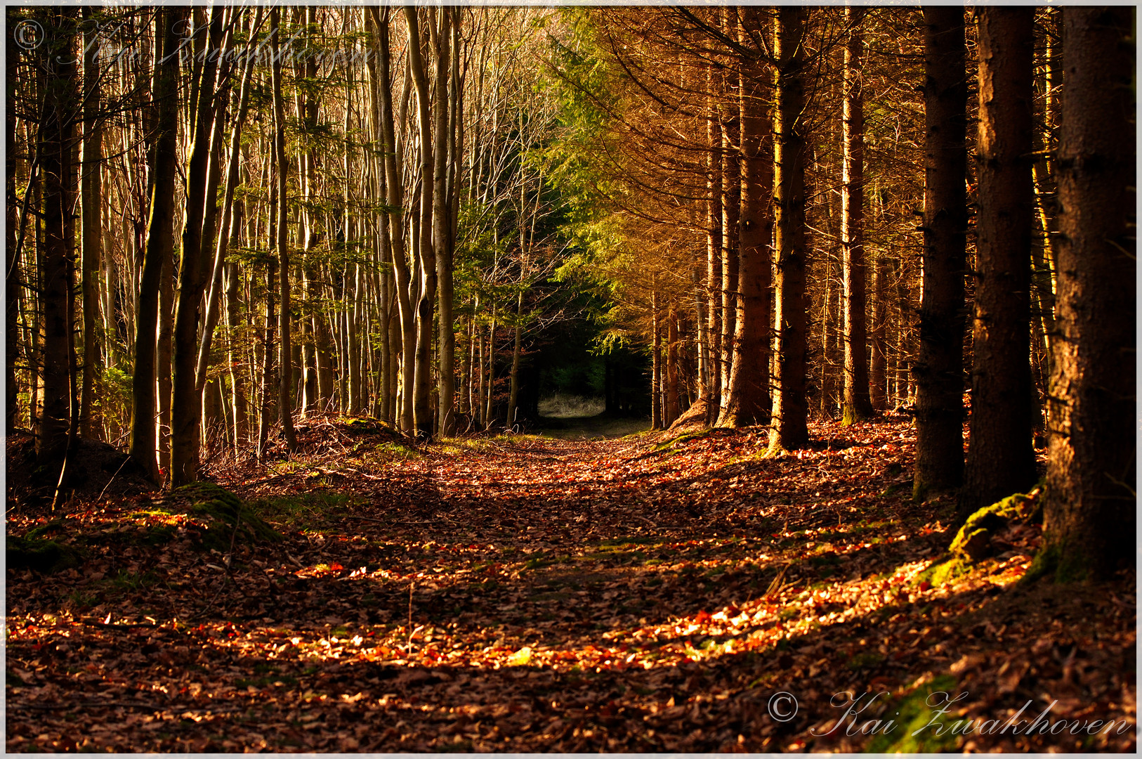 Waldweg