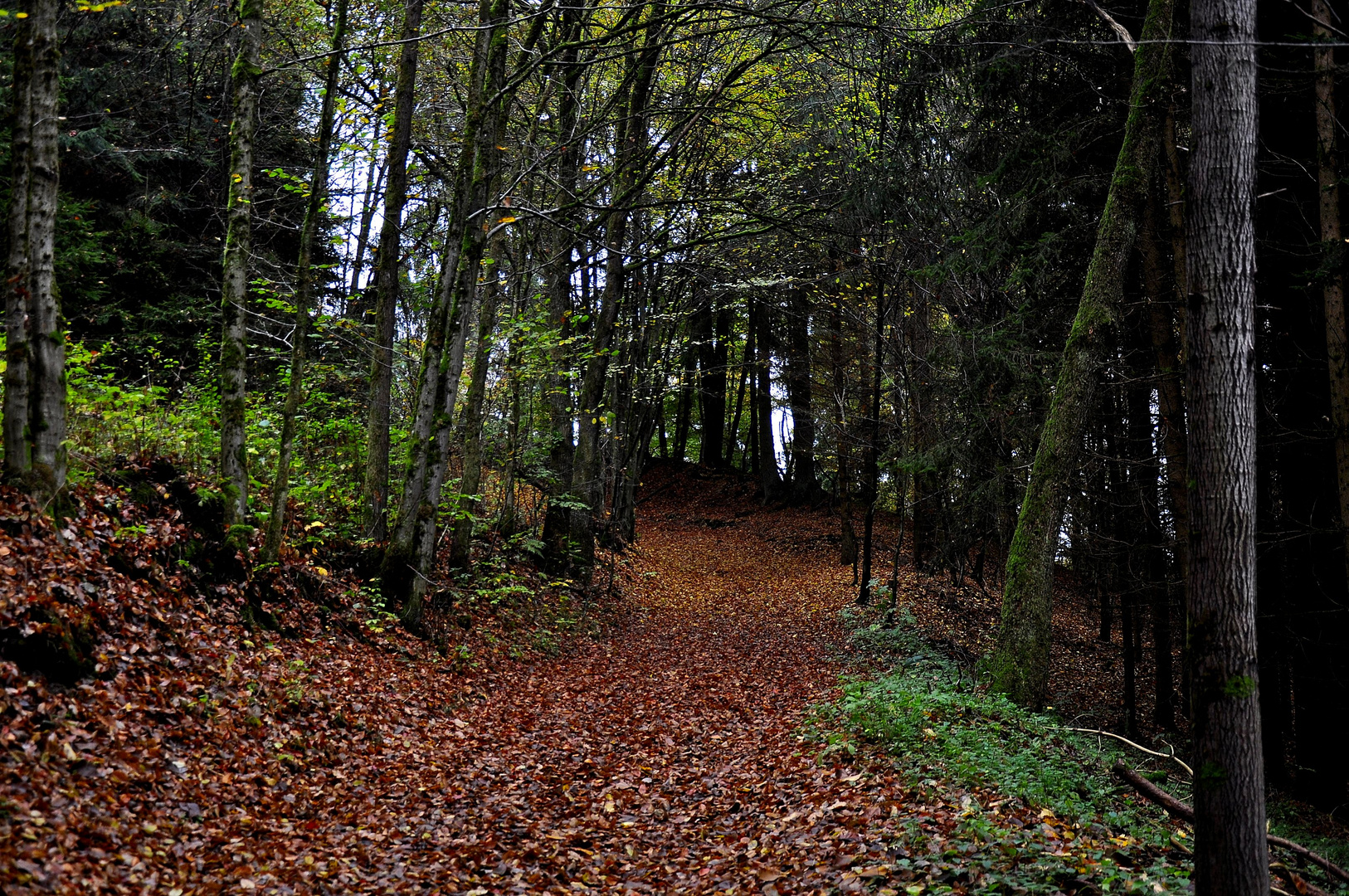 Waldweg