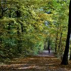 Waldweg