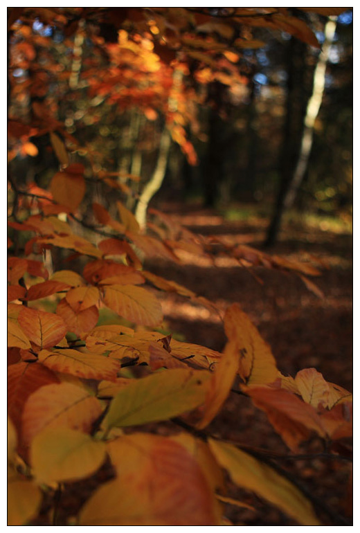 Waldweg