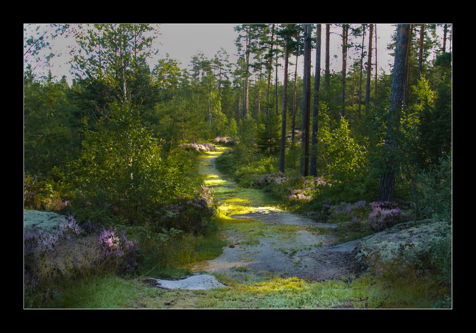 Waldweg bei Ankarsrum (Schweden).