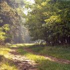 Waldweg bei Belzig