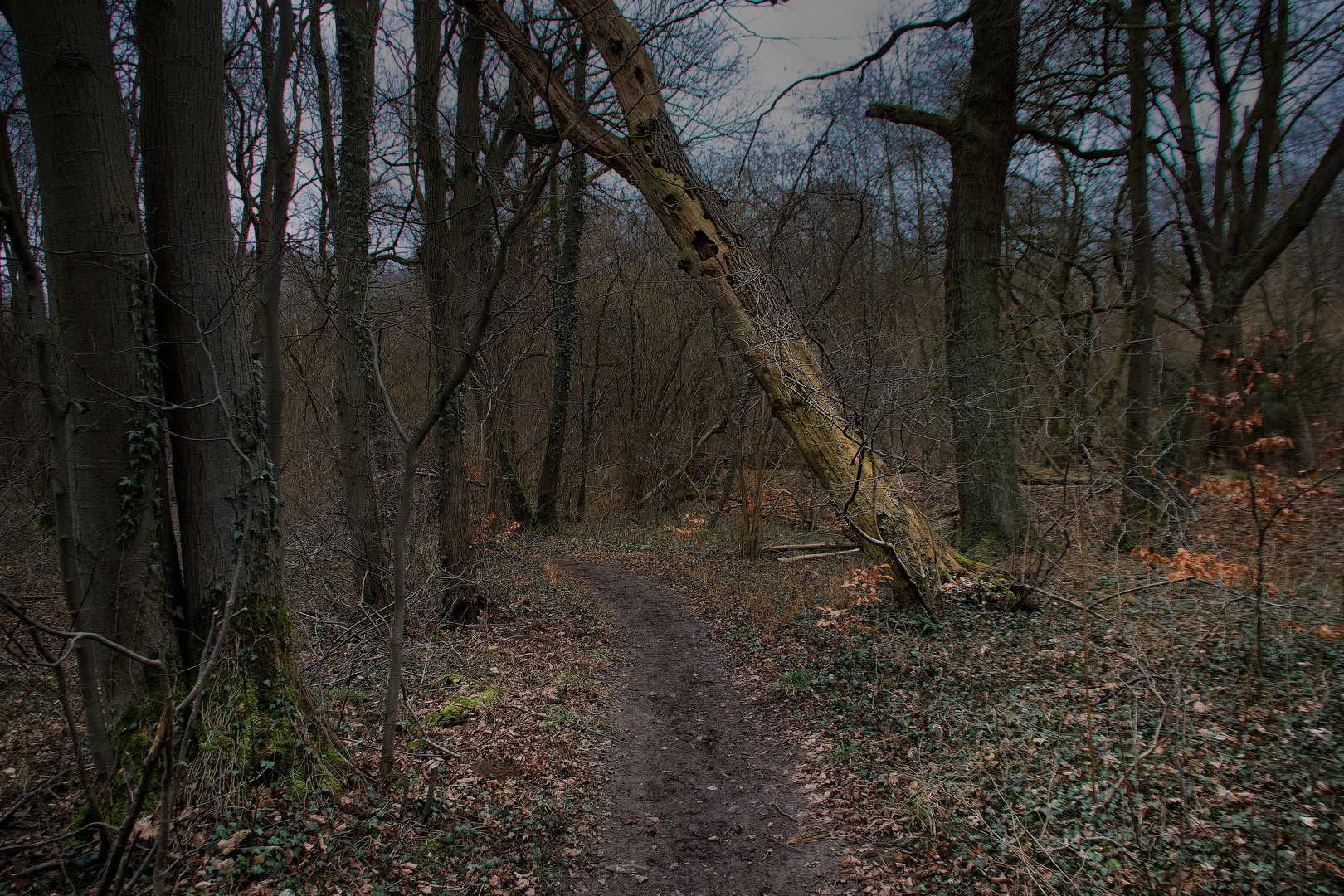 waldweg bei dämmerung