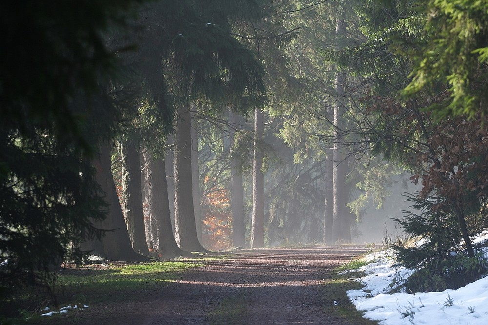 Waldweg bei Oberhof, Thüringen