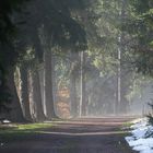 Waldweg bei Oberhof, Thüringen