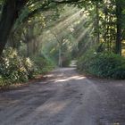 Waldweg bei Sonnenaufgang