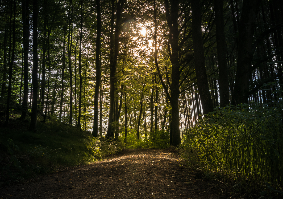 Waldweg bei Tagesanbruch