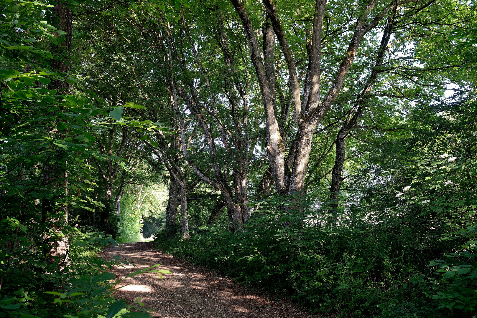 Waldweg bei Weiler o. H.