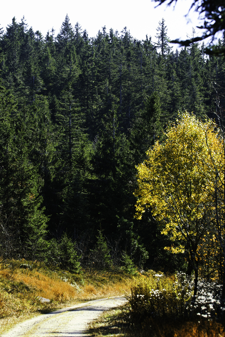 Waldweg beim Schliffkopf