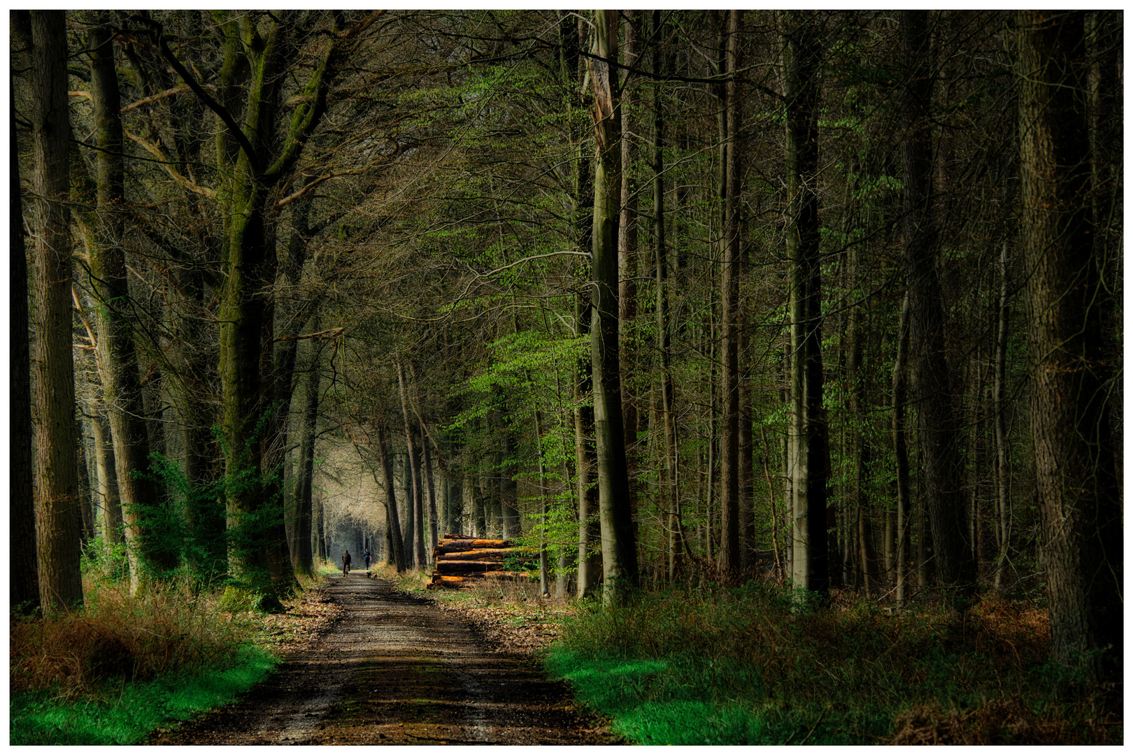 Waldweg