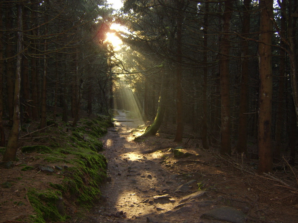 Waldweg-...