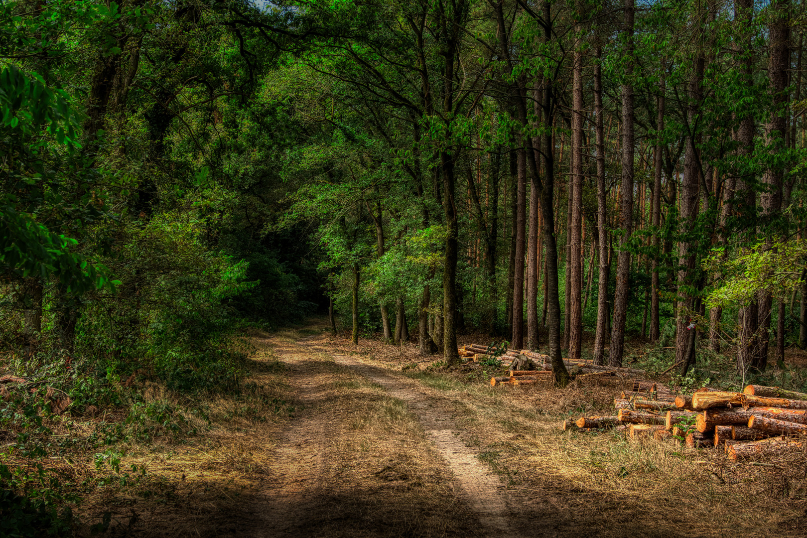 Waldweg