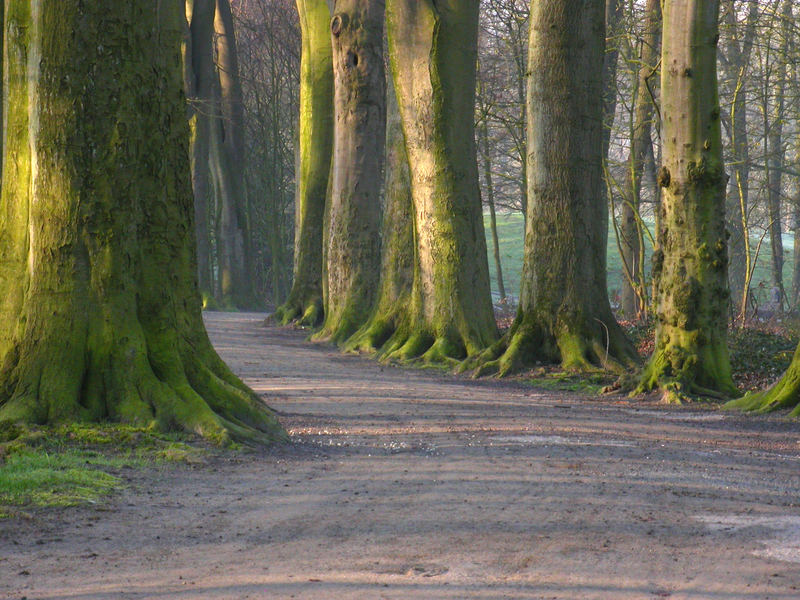 Waldweg