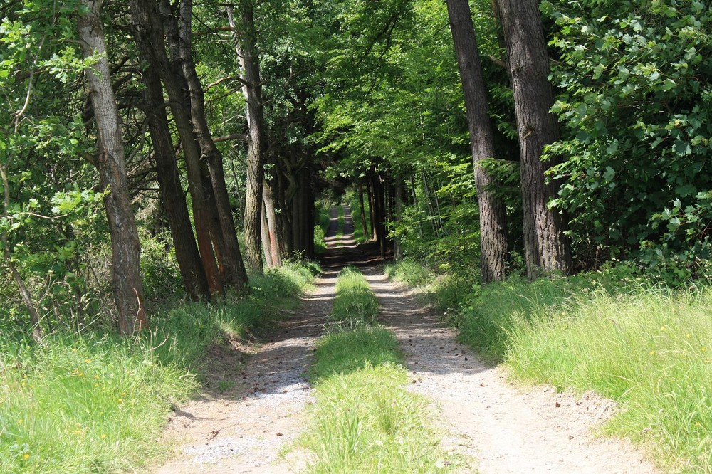 Waldweg