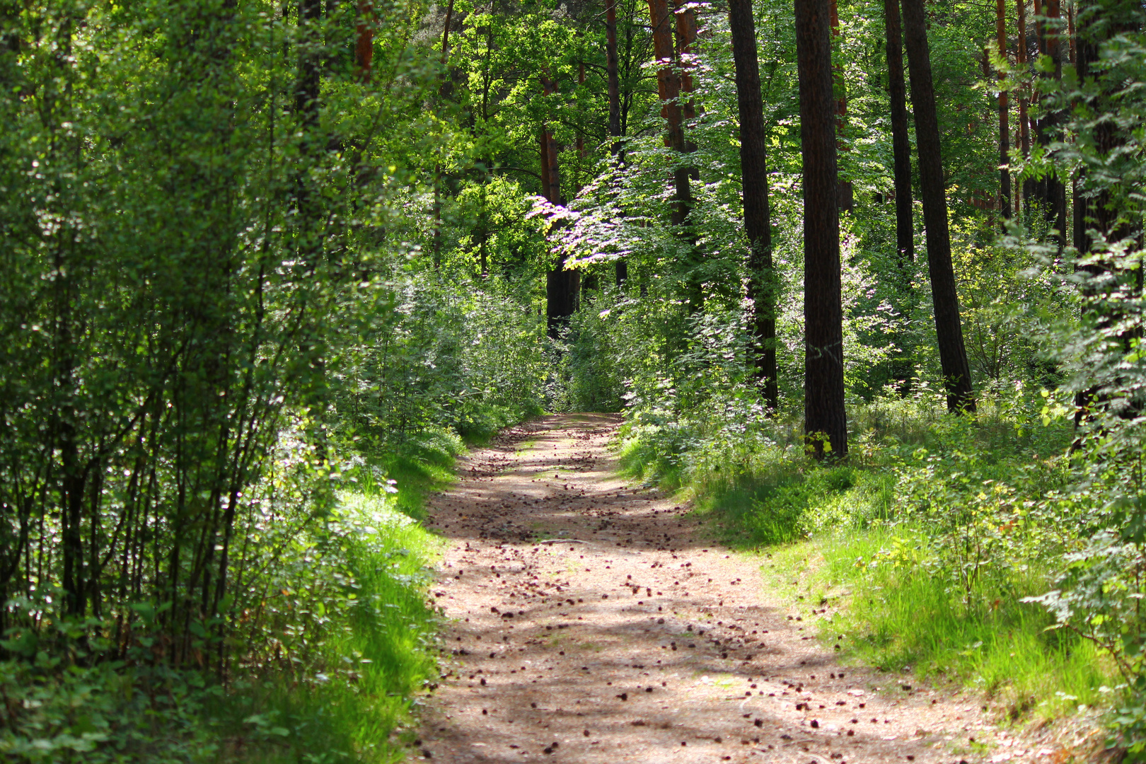 Waldweg