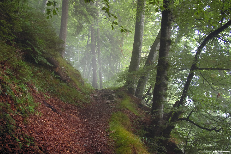 Waldweg