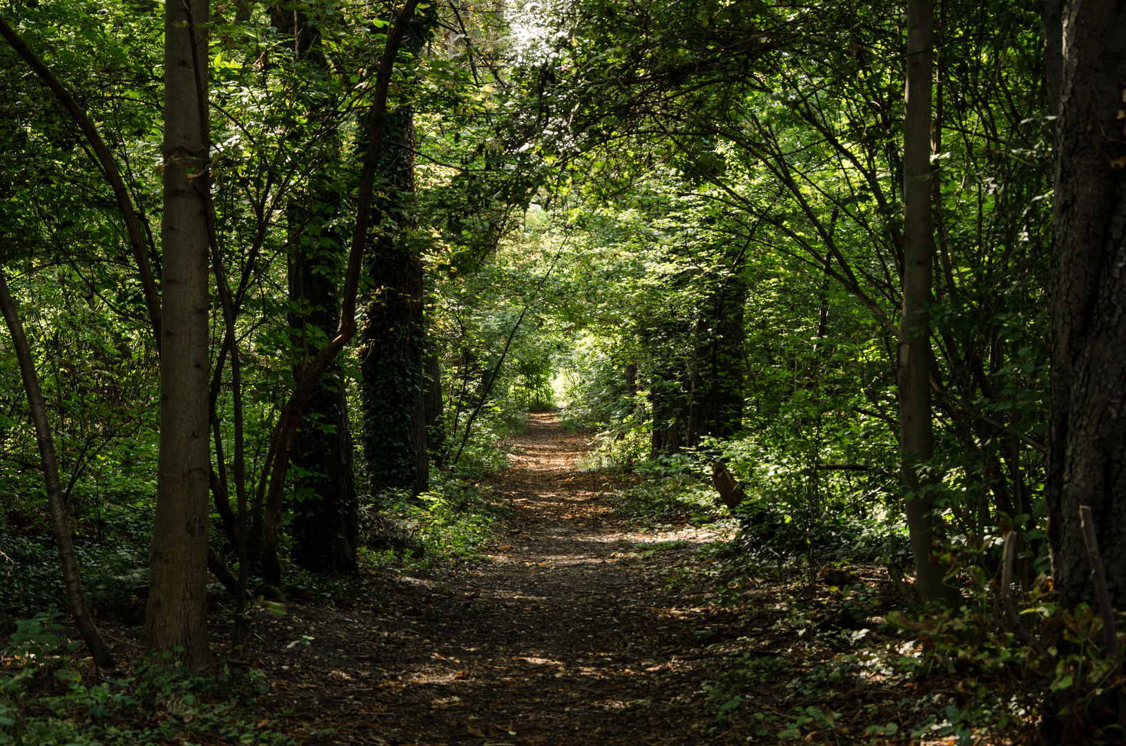 Waldweg