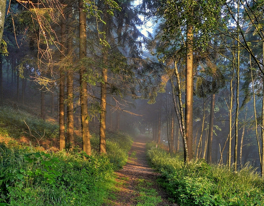 Waldweg