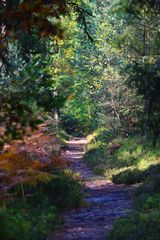 Waldweg