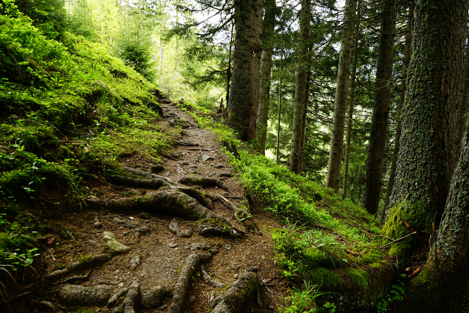 Waldweg