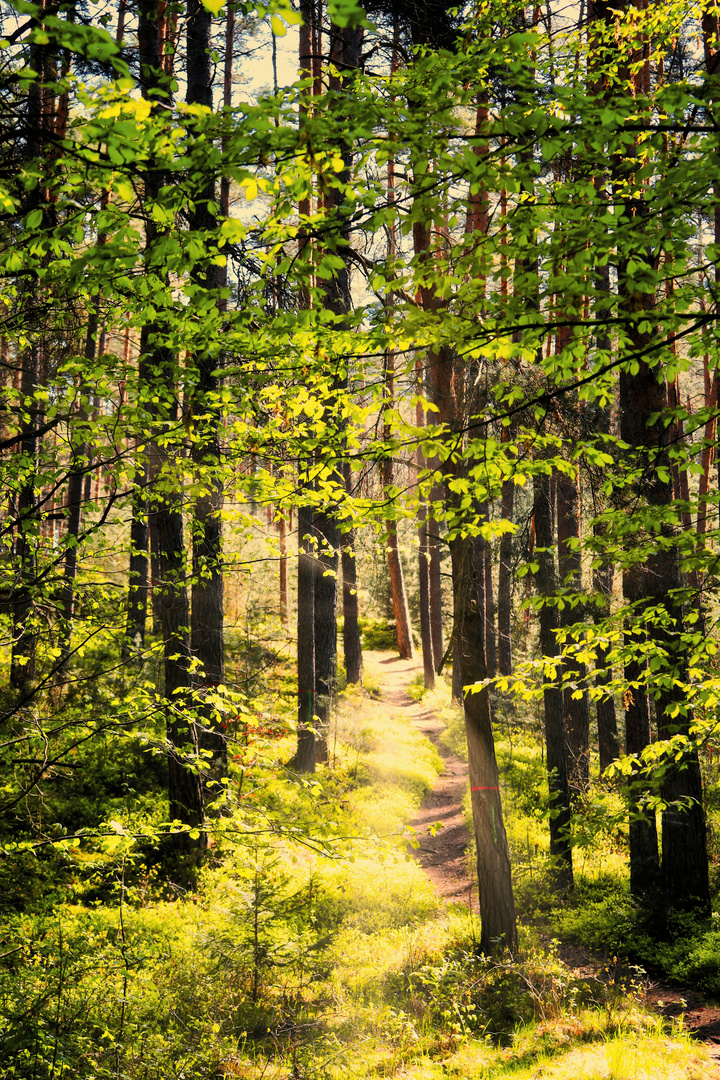 Waldweg