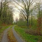 Waldweg (camino forestal))