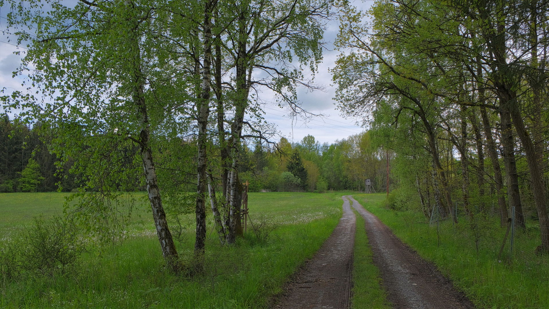 Waldweg (camino por el bosque)