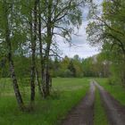 Waldweg (camino por el bosque)