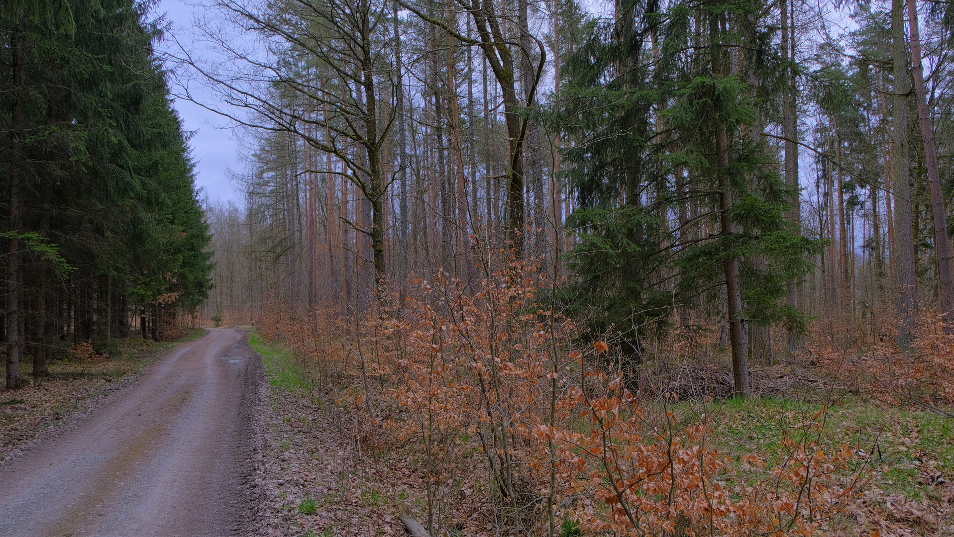 Waldweg (camino por el bosque)