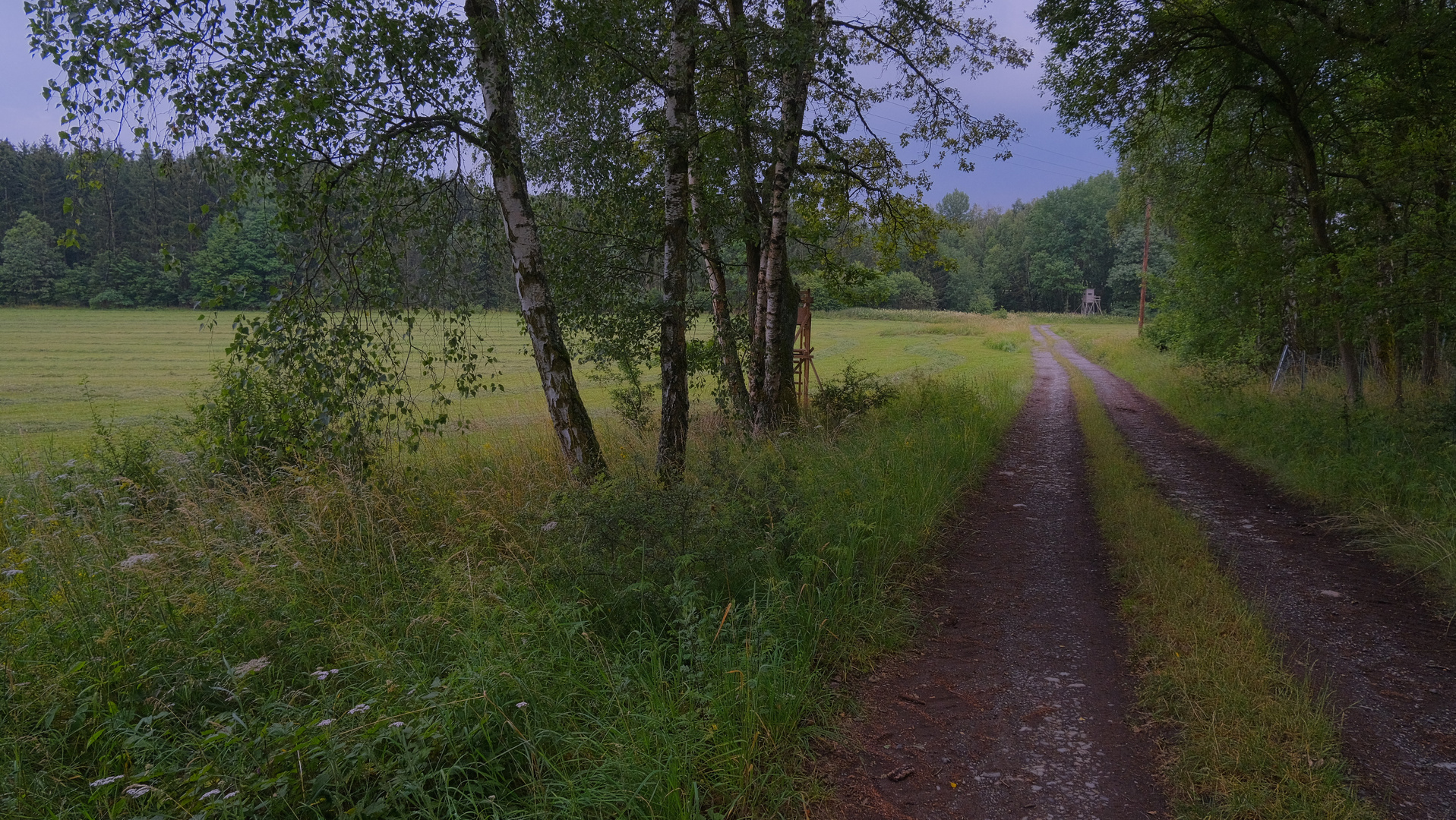 Waldweg (camino por el bosque)