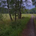 Waldweg (camino por el bosque)