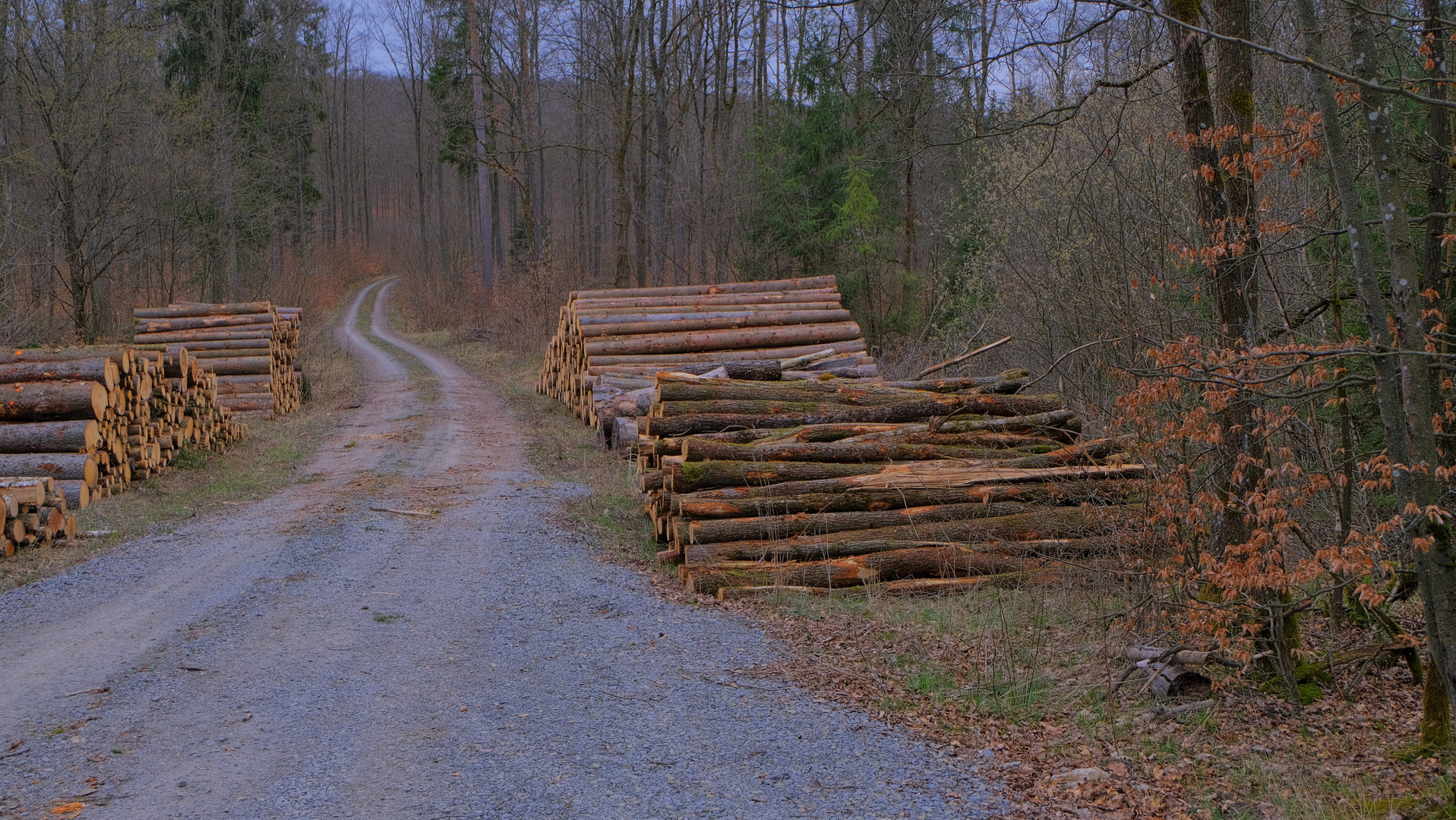 Waldweg (camino por el bosque)