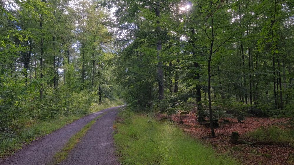 Waldweg (camino por el bosque)