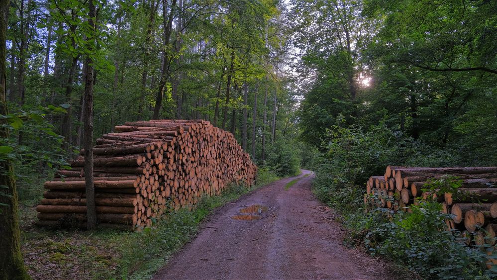 Waldweg (camino por el bosque)