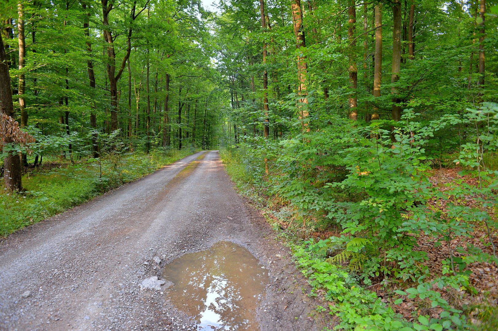 Waldweg (camino por el bosque)