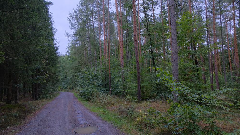 Waldweg (camino por el bosque)