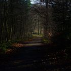 Waldweg