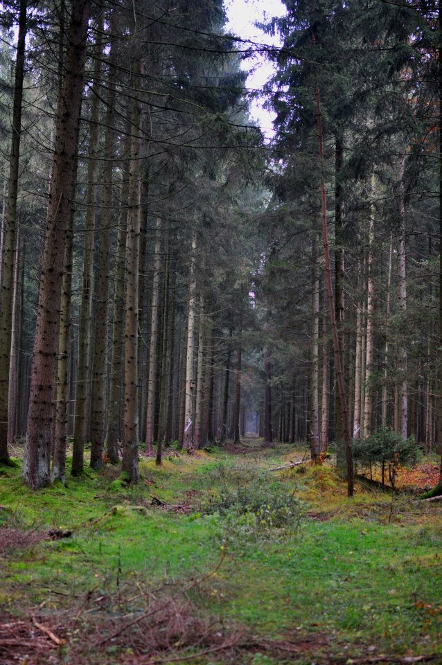 Waldweg