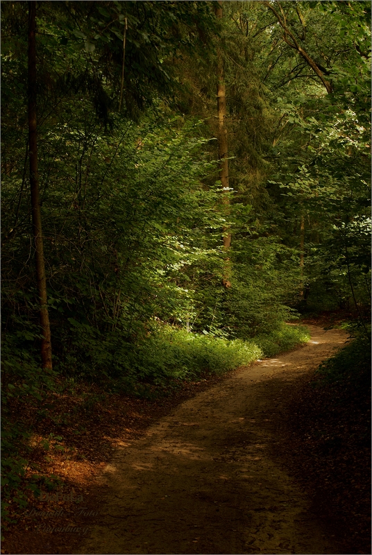 Waldweg