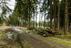 Waldweg