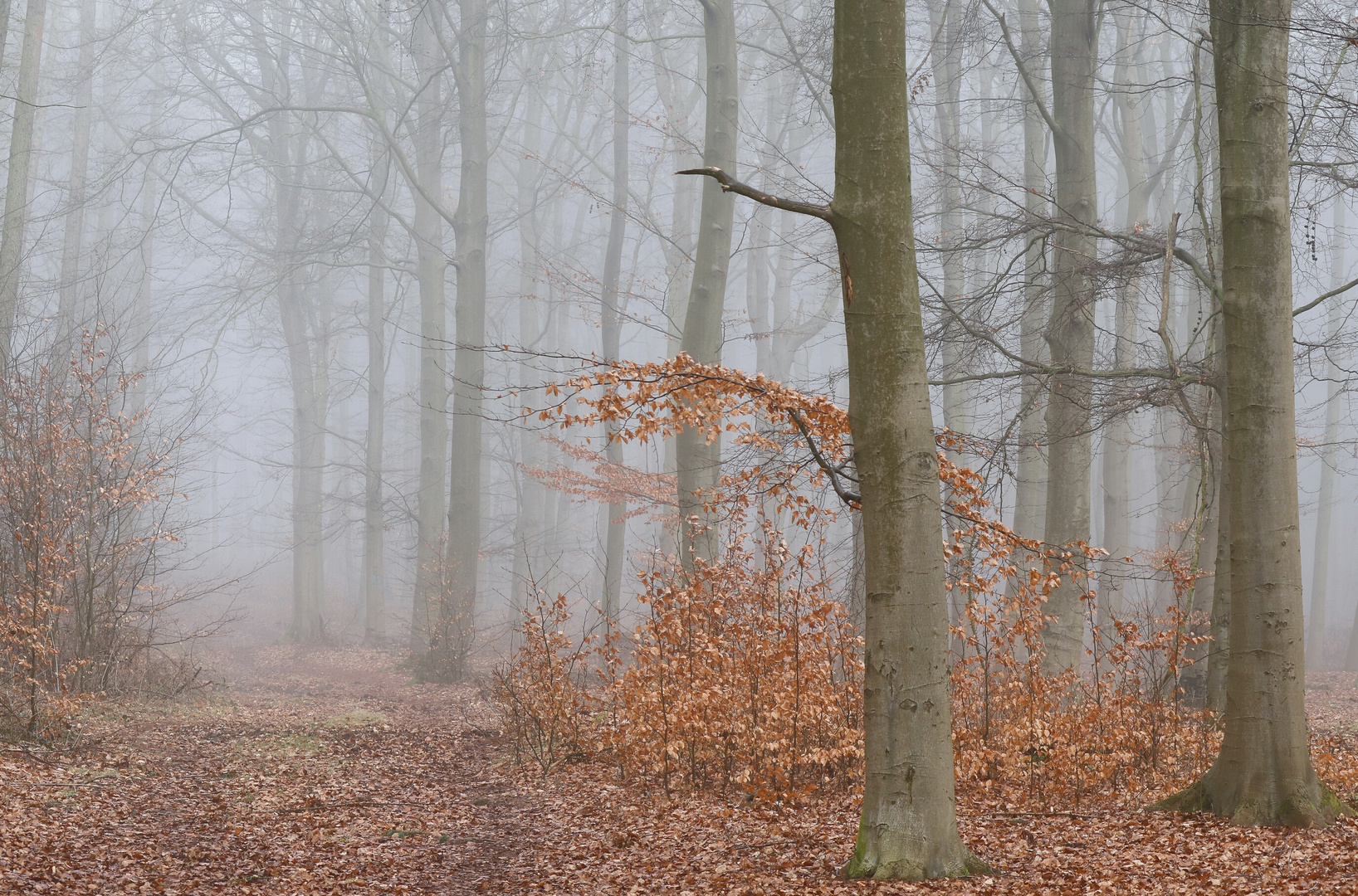 Waldweg