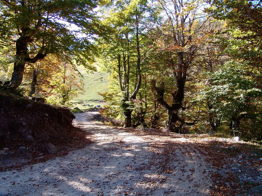 Waldweg