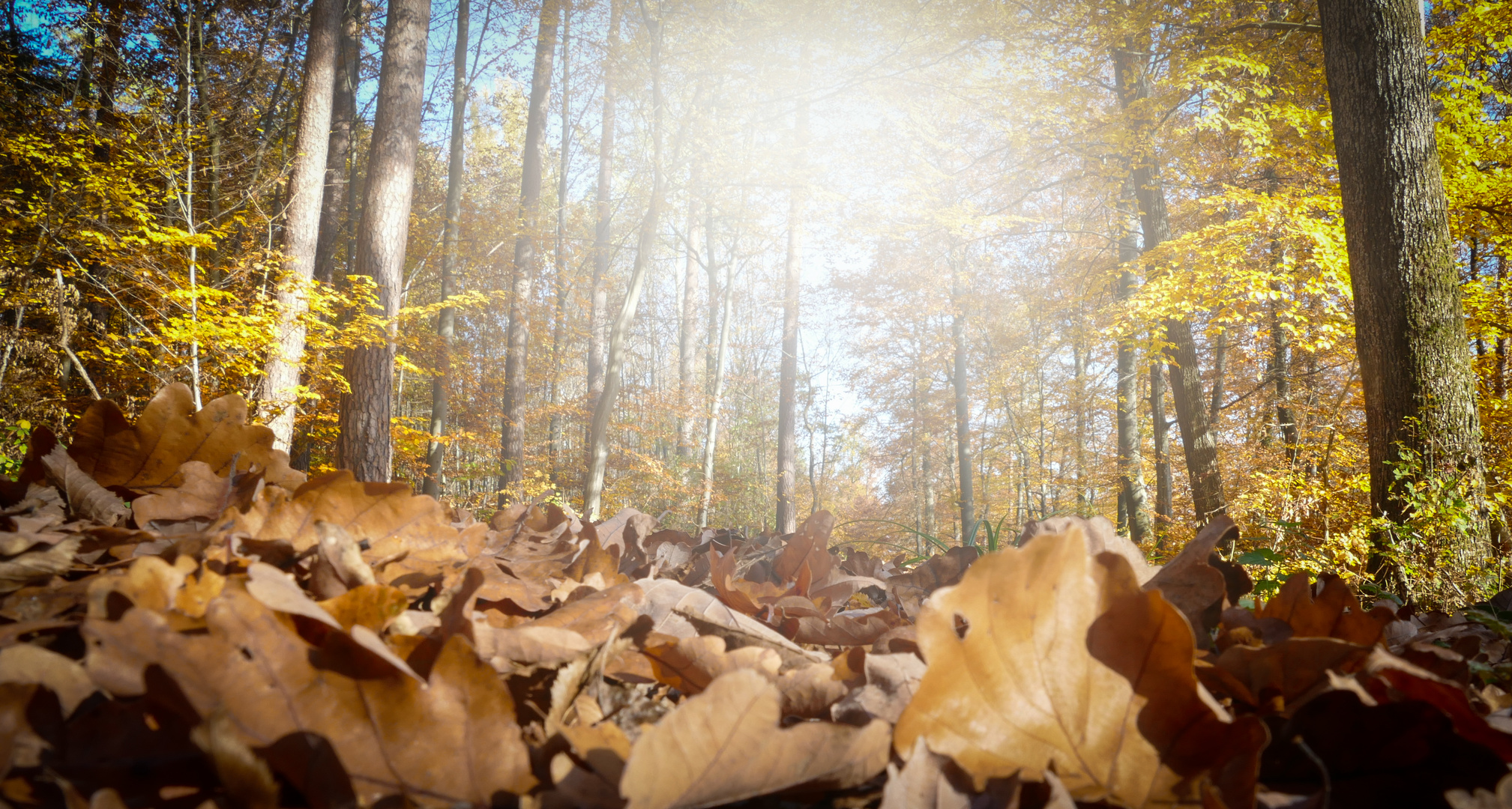 Waldweg