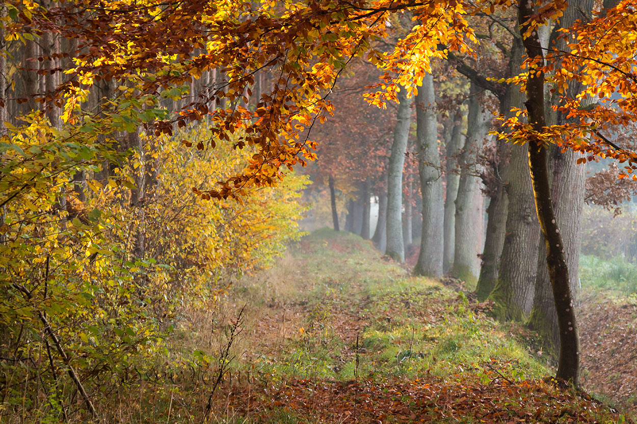 Waldweg