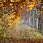 Waldweg