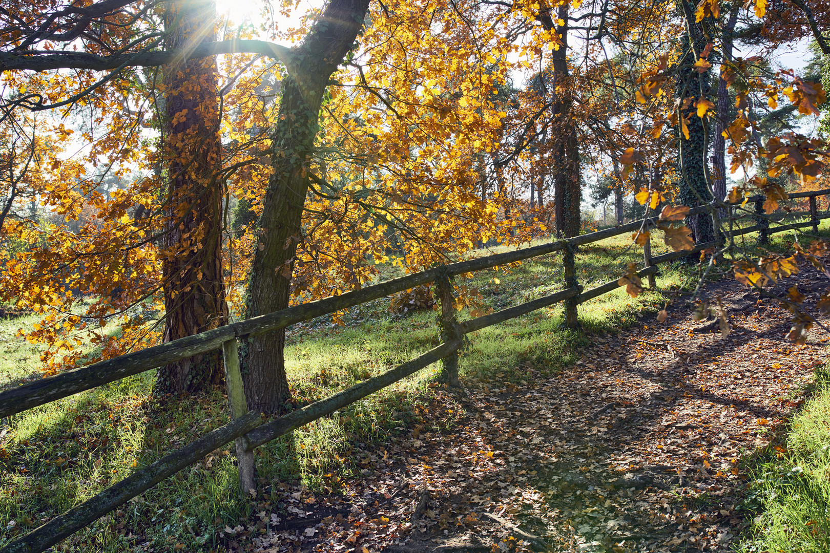 Waldweg